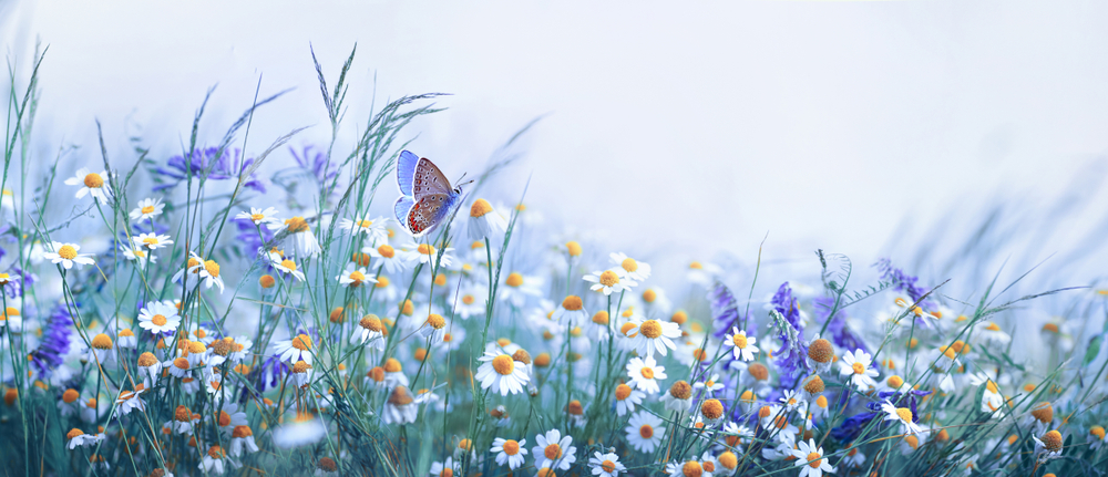 wildflower image